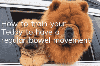 How to train your Teddy to have a regular bowel movement
