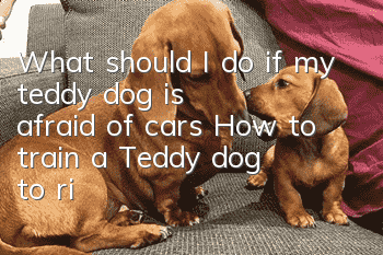 What should I do if my teddy dog is afraid of cars? How to train a Teddy dog to ride in a car