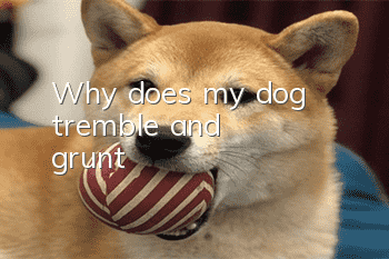Why does my dog tremble and grunt?