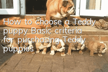 How to choose a Teddy puppy? Basic criteria for purchasing Teddy puppies
