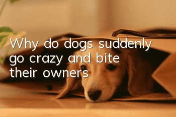 Why do dogs suddenly go crazy and bite their owners?