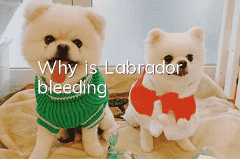 Why is Labrador bleeding?