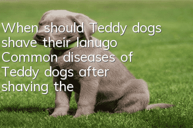 When should Teddy dogs shave their lanugo? Common diseases of Teddy dogs after shaving their lanugo.