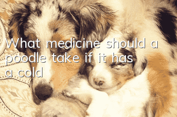 What medicine should a poodle take if it has a cold?