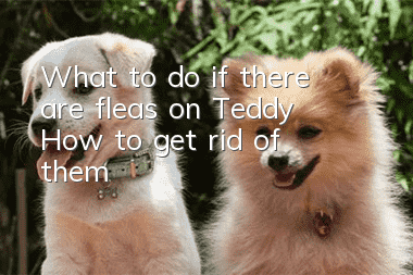 What to do if there are fleas on Teddy | How to get rid of them?