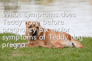 What symptoms does Teddy have before pregnancy? Six major symptoms of Teddy dog pregnancy