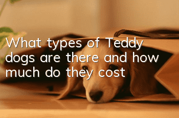 What types of Teddy dogs are there and how much do they cost?