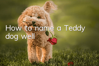 How to name a Teddy dog well?