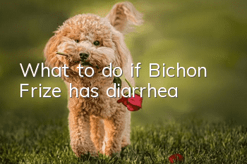 What to do if Bichon Frize has diarrhea
