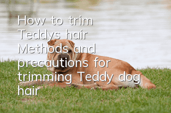 How to trim Teddy's hair? Methods and precautions for trimming Teddy dog hair