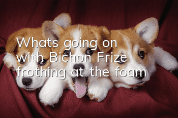 What's going on with Bichon Frize frothing at the foam?