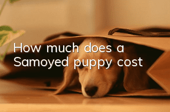 How much does a Samoyed puppy cost?