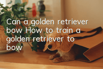 Can a golden retriever bow? How to train a golden retriever to bow