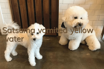 Satsuma vomited yellow water