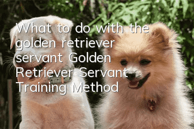 What to do with the golden retriever servant? Golden Retriever Servant Training Method