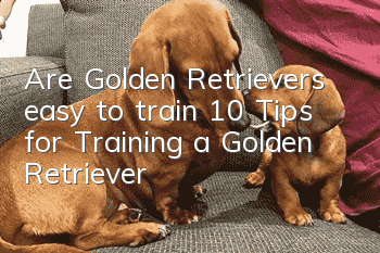 Are Golden Retrievers easy to train? 10 Tips for Training a Golden Retriever