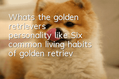 What's the golden retriever's personality like? Six common living habits of golden retrievers