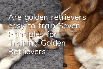 Are golden retrievers easy to train? Seven Principles for Training Golden Retrievers