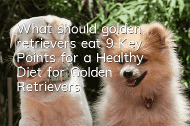 What should golden retrievers eat? 9 Key Points for a Healthy Diet for Golden Retrievers