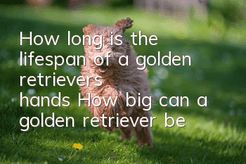 How long is the lifespan of a golden retriever's hands? How big can a golden retriever be?