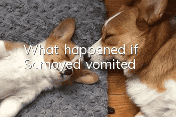 What happened if Samoyed vomited?