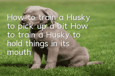 How to train a Husky to pick up a bit? How to train a Husky to hold things in its mouth