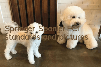 Springer Spaniel FCI standards and pictures