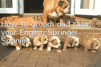 How to groom and clean your English Springer Spaniel