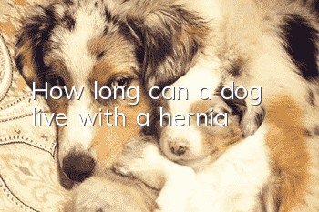 How long can a dog live with a hernia?
