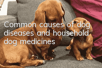 Common causes of dog diseases and household dog medicines
