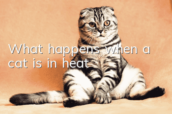 What happens when a cat is in heat?
