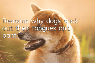 Reasons why dogs stick out their tongues and pant