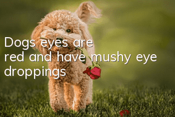 Dog's eyes are red and have mushy eye droppings