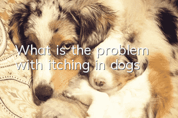 What is the problem with itching in dogs?