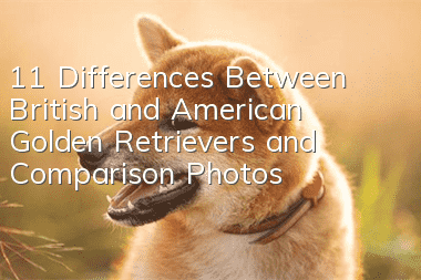 11 Differences Between British and American Golden Retrievers and Comparison Photos