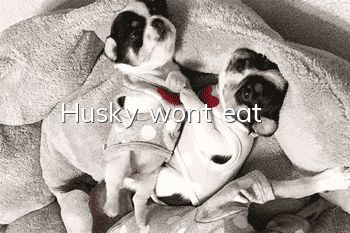 Husky won't eat