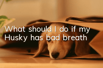 What should I do if my Husky has bad breath?