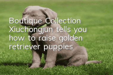 Boutique Collection | Xiuchongjun tells you how to raise golden retriever puppies