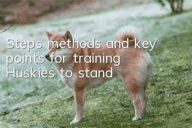 Steps, methods and key points for training Huskies to stand