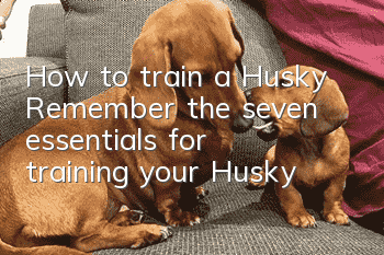 How to train a Husky? Remember the seven essentials for training your Husky