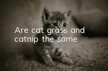 Are cat grass and catnip the same?