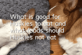 What is good for Huskies to eat and what foods should Huskies not eat?