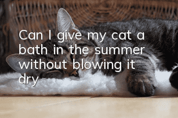 Can I give my cat a bath in the summer without blowing it dry?