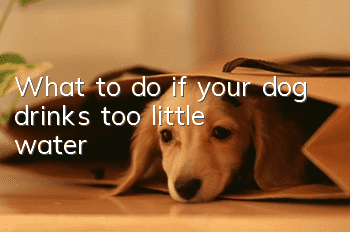 What to do if your dog drinks too little water