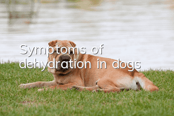 Symptoms of dehydration in dogs
