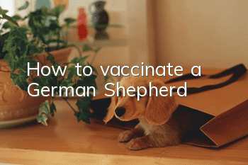 How to vaccinate a German Shepherd?