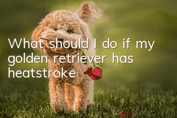 What should I do if my golden retriever has heatstroke?