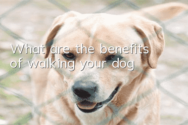 What are the benefits of walking your dog?