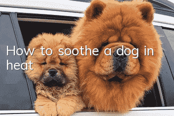 How to soothe a dog in heat
