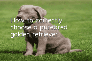 How to correctly choose a purebred golden retriever